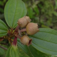 Melastoma malabathricum L.